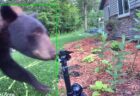 突然、スプリンクラーが作動、水を浴びせられ、クマもびっくりして逃走【動画】