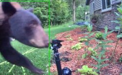 突然、スプリンクラーが作動、水を浴びせられ、クマもびっくりして逃走【動画】