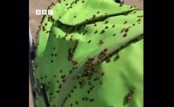 英の町でテントウムシが大量発生、数百万匹が空を舞う【動画】