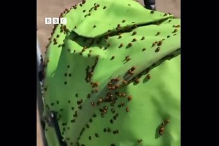 英の町でテントウムシが大量発生、数百万匹が空を舞う【動画】