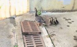 パニックになった母ガモに遭遇、女性が排水溝に落ちた子ガモを救出【動画】