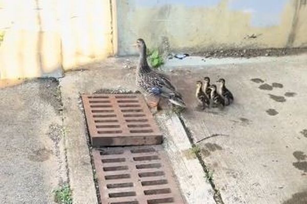 パニックになった母ガモに遭遇、女性が排水溝に落ちた子ガモを救出【動画】