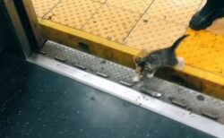 NYの地下鉄で子猫が車両に乗り込む、その結末は？【動画】