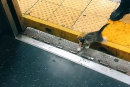 NYの地下鉄で子猫が車両に乗り込む、その結末は？【動画】