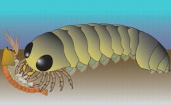 クモ類の祖先が海で出現し、進化してきた可能性
