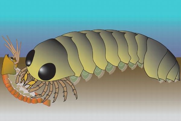 クモ類の祖先が海で出現し、進化してきた可能性