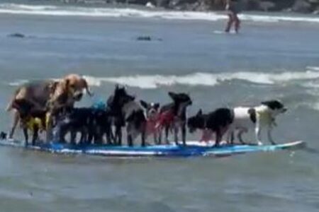 数多くの犬たちが、1つのサーフボードで波乗り【動画】