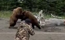 2頭の巨大なクマが観光客の前で格闘、その様子が大迫力【動画】