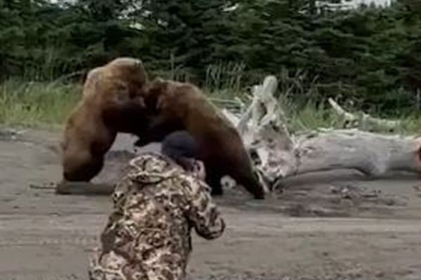 2頭の巨大なクマが観光客の前で格闘、その様子が大迫力【動画】