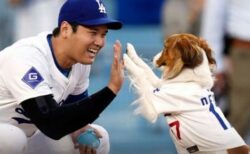 大谷翔平選手、愛犬「デコピン」を主人公にした児童書を共同執筆