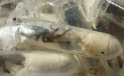 ドイツの空港で、税関職員が1500匹の「タランチュラ」を発見