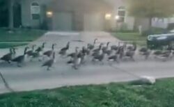 住宅街を野生の雁が行進、数の多さに目撃者もびっくり【動画】