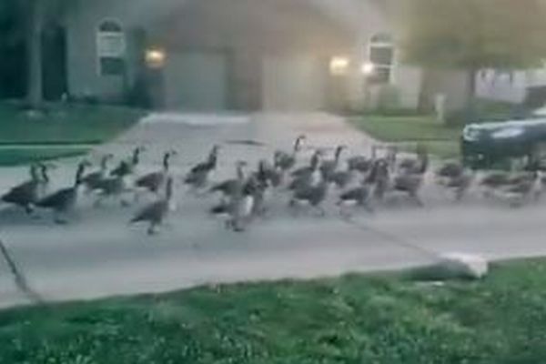 住宅街を野生の雁が行進、数の多さに目撃者もびっくり【動画】