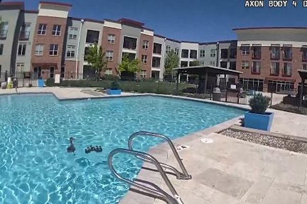 プールから出られないカモのヒナたちを保護、さらに安全な場所へ【動画】