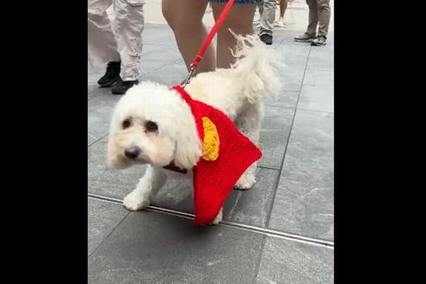 NYでスーパーマンの愛犬コンテストを開催、数多くのワンコが集結
