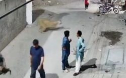 ペットのライオンが家から逃走、通行人に襲い掛かる【動画】