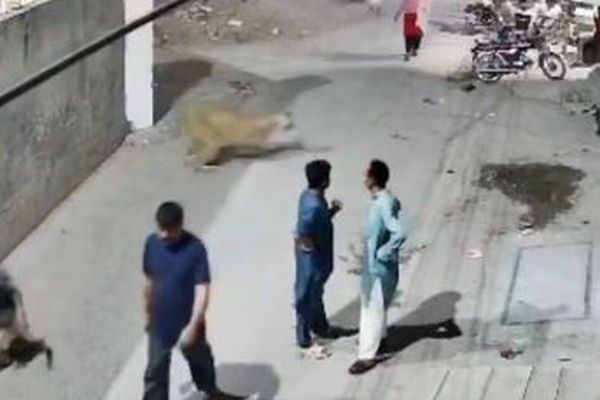 ペットのライオンが家から逃走、通行人に襲い掛かる【動画】