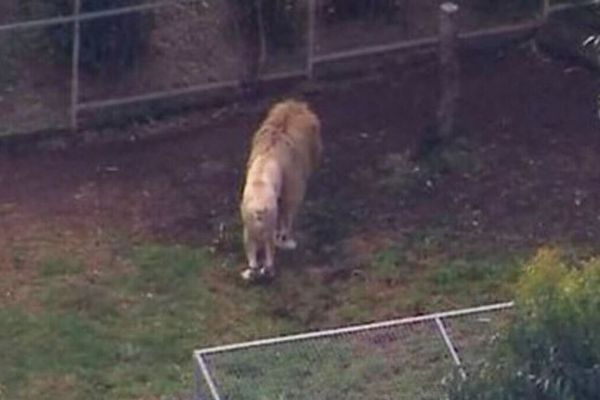 オーストラリアの動物園で、女性がライオンに襲われ、片腕を失う