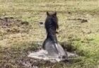 沼地の冷たい泥にはまった馬、人々が協力して救出【動画】