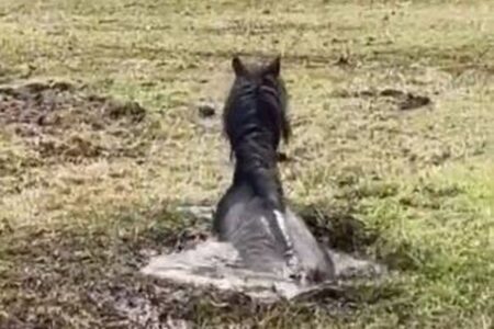 沼地の冷たい泥にはまった馬、人々が協力して救出【動画】