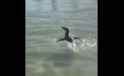 マゼランペンギンがブラジルのビーチに現れ、海水浴客と一緒に泳ぐ【動画】
