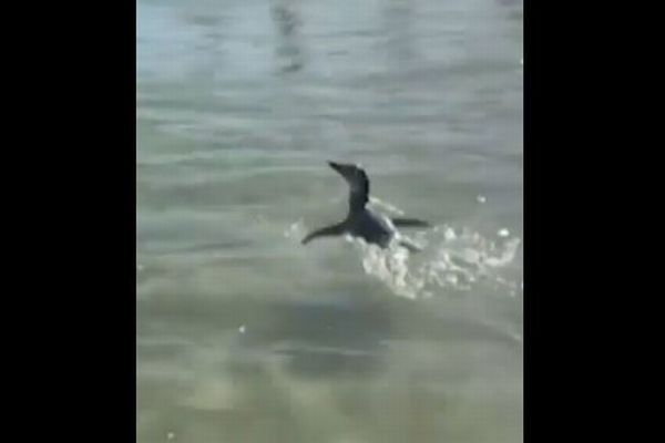 マゼランペンギンがブラジルのビーチに現れ、海水浴客と一緒に泳ぐ【動画】