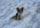 小さなヒーロー！チワワがクレバスに落ちた飼い主の居場所を教える