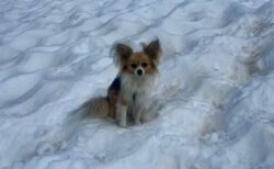 小さなヒーロー！チワワがクレバスに落ちた飼い主の居場所を教える