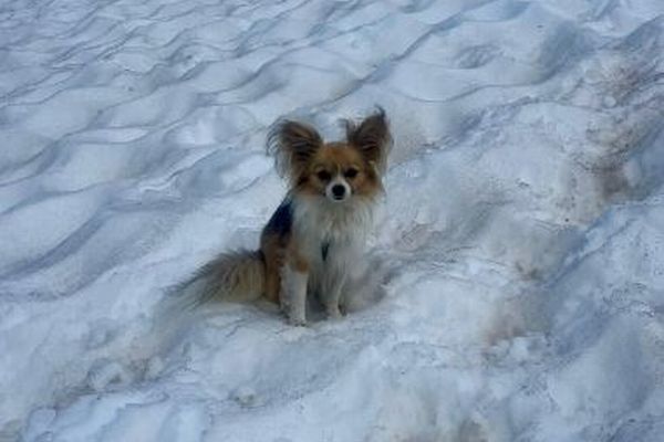 小さなヒーロー!チワワがクレバスに落ちた飼い主の居場所を教える