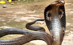 インドで幼児の男の子が、猛毒のコブラを噛み殺す