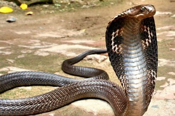 インドで幼児の男の子が、猛毒のコブラを噛み殺す