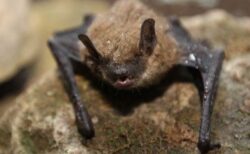 中国の科学者が、コウモリの腎臓から多数の新たなウイルスを発見