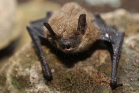 中国の科学者が、コウモリの腎臓から多数の新たなウイルスを発見