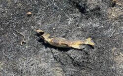 カナダの山林火災、ミサゴが魚を電線に落としたことで発生した可能性