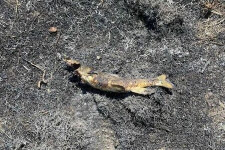 カナダの山林火災、ミサゴが魚を電線に落としたことで発生した可能性