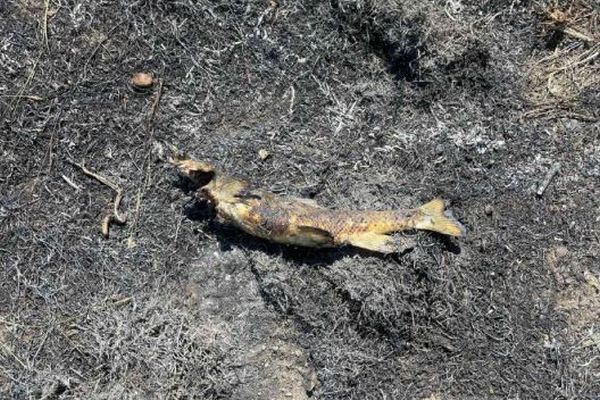 カナダの山林火災、ミサゴが魚を電線に落としたことで発生した可能性