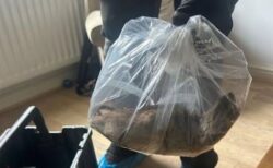 巨大なネズミを捕獲、小型のネコほどの大きさ【イギリス】
