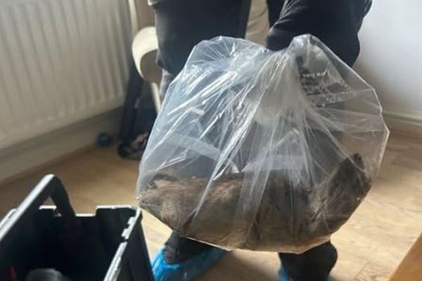 巨大なネズミを捕獲、小型のネコほどの大きさ【イギリス】