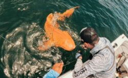 全身がオレンジ色のサメ、非常に珍しい黄色化症を示す