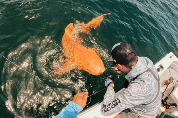 全身がオレンジ色のサメ、非常に珍しい黄色化症を示す