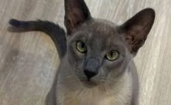 近所の人々の下着を盗んでくるニャンコ、飼い主も困ってしまう