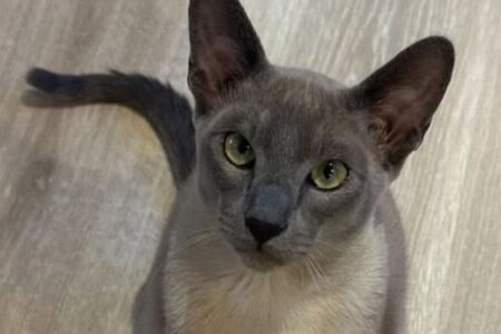 近所の人々の下着を盗んでくるニャンコ、飼い主も困ってしまう