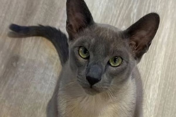 近所の人々の下着を盗んでくるニャンコ、飼い主も困ってしまう