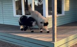 ピョンピョン跳ね回る、元気一杯な2頭の羊が可愛い【動画】