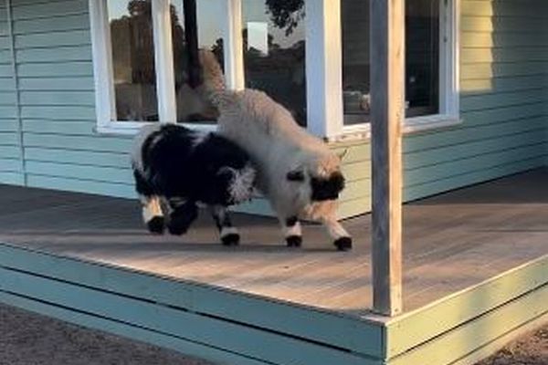 ピョンピョン跳ね回る、元気一杯な2頭の羊が可愛い【動画】