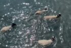 ヨーロッパ各地で最高気温の記録更新、フランスでは40℃超えを観測