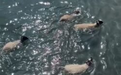 羊も泳げるの？アイルランドの海で、意外な姿を撮影【動画】