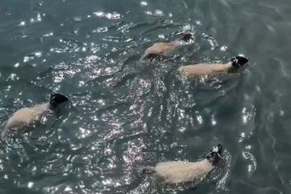 羊も泳げるの?アイルランドの海で、意外な姿を撮影【動画】