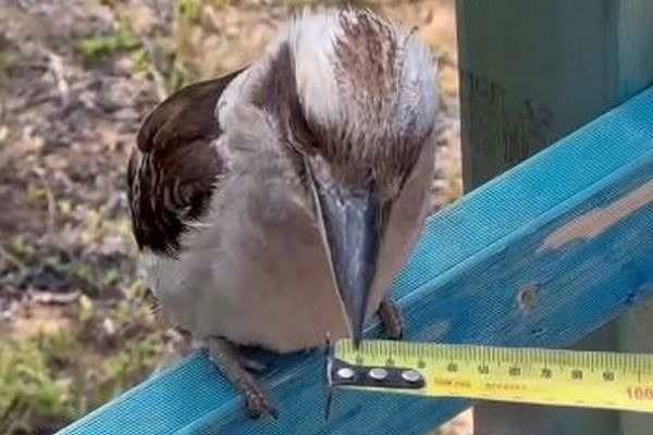 ワライカワセミが巻き尺を咥え、人間の作業を手伝う?【動画】