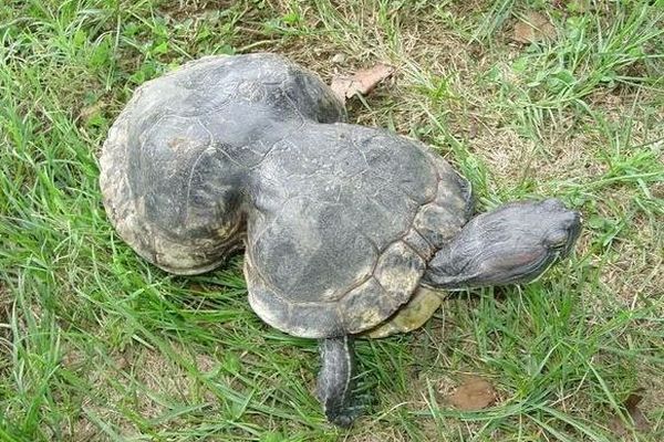 落花生のような形をしたカメ、41歳の誕生日を迎える